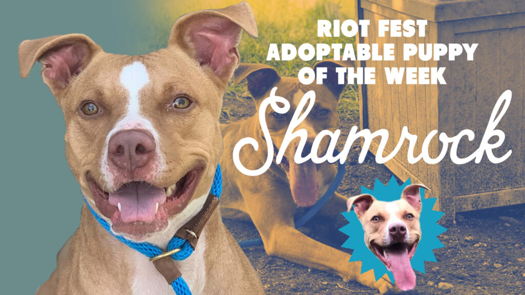 Riot Fest Adoptable Puppy of the Week: Shamrock