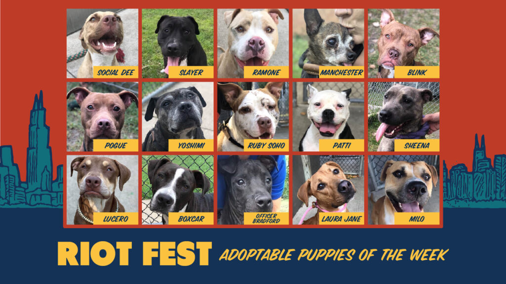 Riot Fest Adoptable Puppies of the Week: Riot Fest Edition
