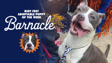 Riot Fest Adoptable Puppy of the Week: Barnacle