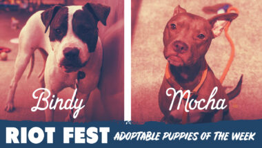 Riot Fest Adoptable Puppies of the Week: Mocha & Bindy
