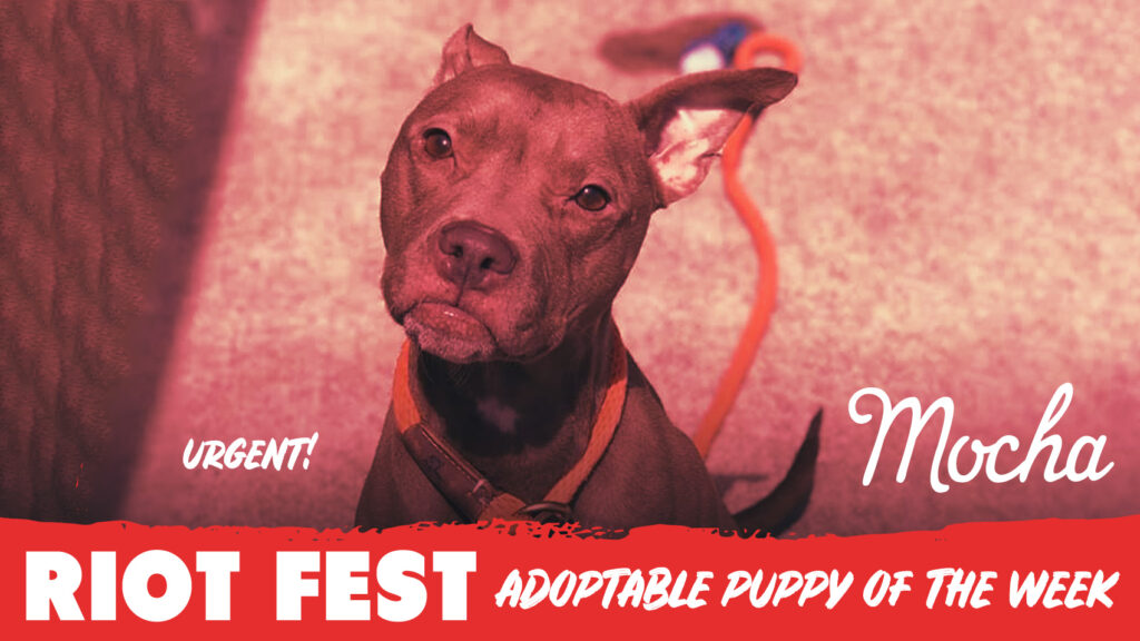 URGENT. Riot Fest Adoptable Puppy of the Week: Mocha