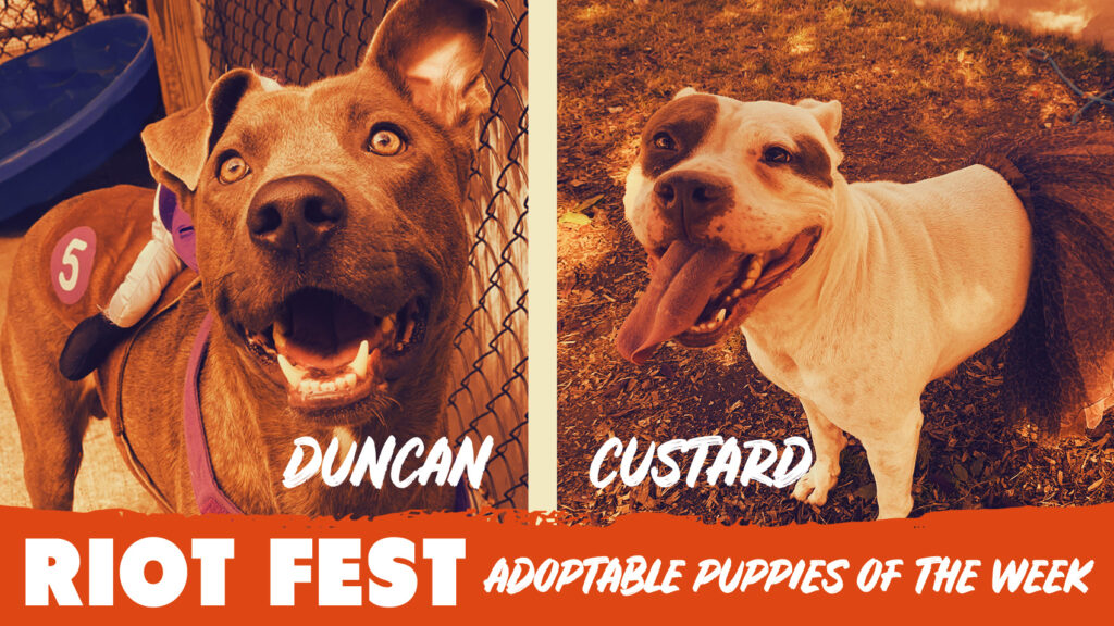 Riot Fest Adoptable Puppies of the Week: Duncan and Custard
