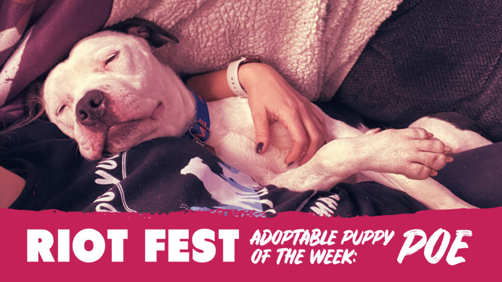 Riot Fest Adoptable Puppy of the Week: Poe