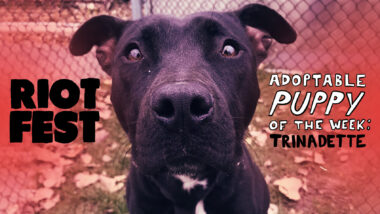 Riot Fest Adoptable Puppy of the Week: Trinadette