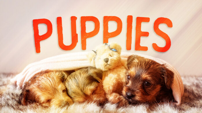 PUPPIES. PUPPIES. PUPPIES.