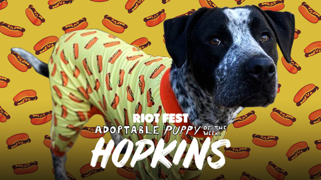 Riot Fest Adoptable Puppy of the Week: Hopkins