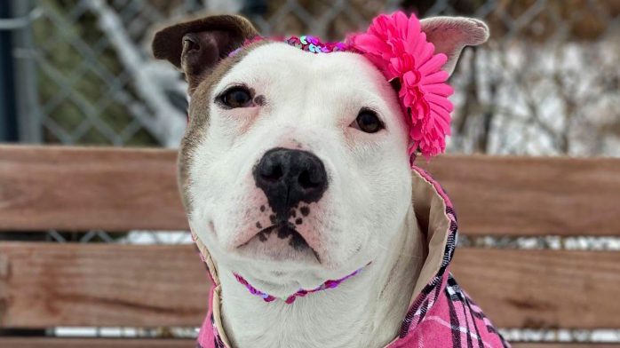 Riot Fest Adoptable Puppy of the Week: Dolly