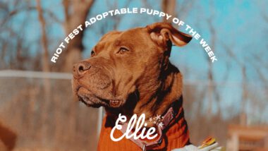 Riot Fest Adoptable Puppy of the Week: Ellie