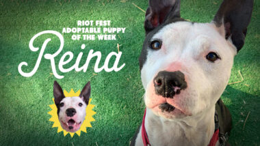 Riot Fest Adoptable Puppy of the Week: Reina