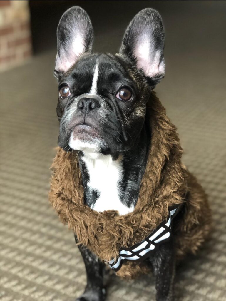 Chewie as Chewbacca