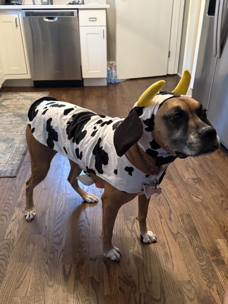 Zuzu as a cow