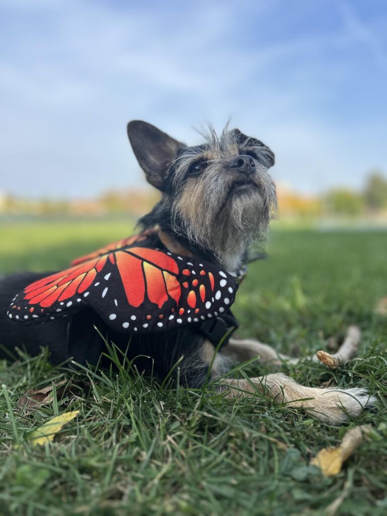 Gouda as a butterfly