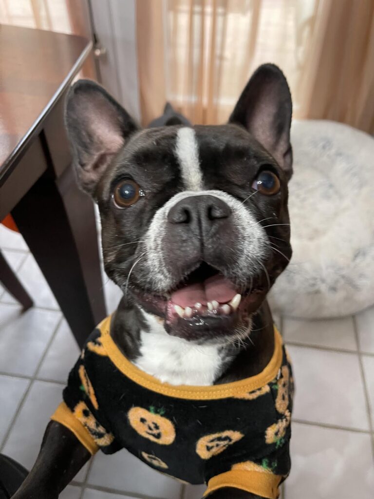 Coco sporting a pumpkin onsie