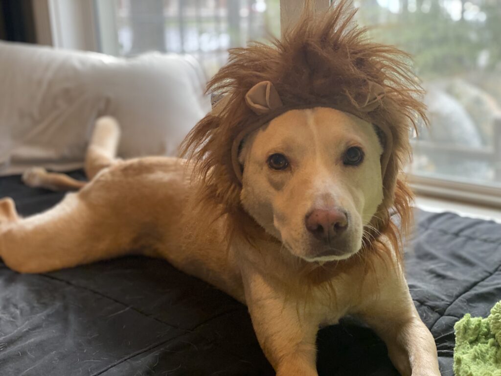 Luke as a lion