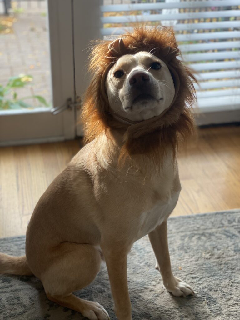 Luke as a lion