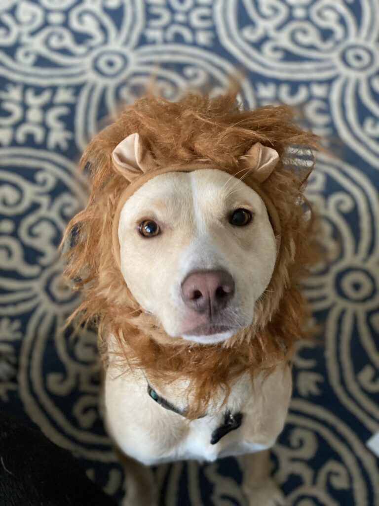 Luke as a lion